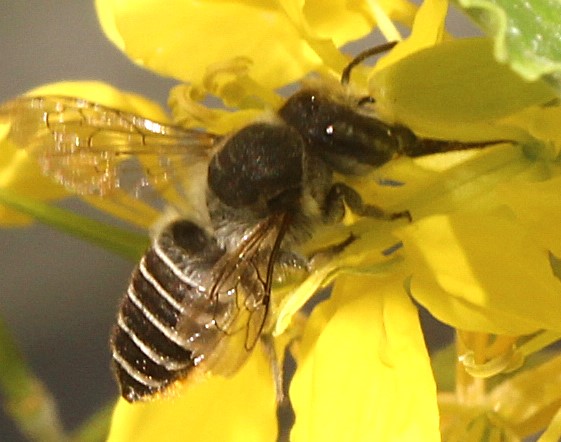 Luzerne-Blattschneiderbienenweibchen